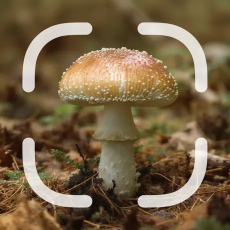 Mushroom Identifier app icon