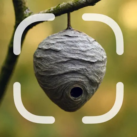 Nest Identifier app icon